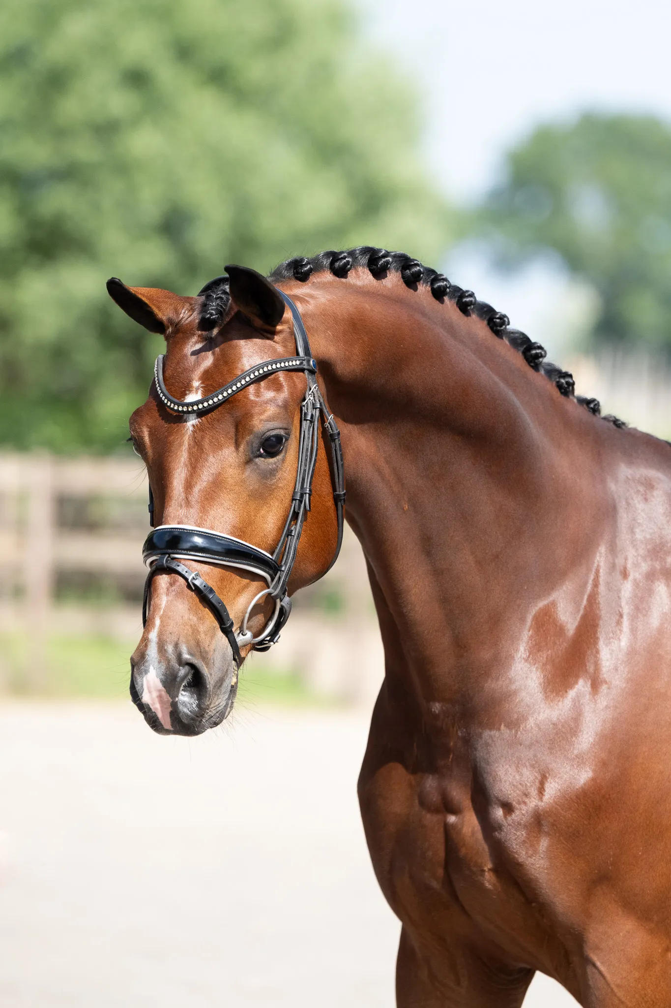 Dressage horses at Dressage Together