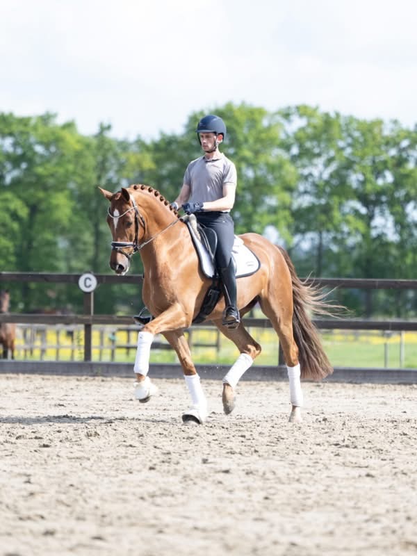 Schooling a dressage horse